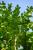 Buxus sempervirens - Heckenpflanze Container 30- 45 cm
