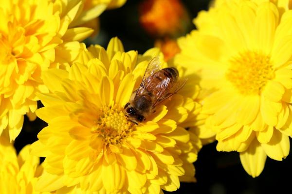 Margerite Chrysanthemum  - x hortorum 'Bienchen' ***