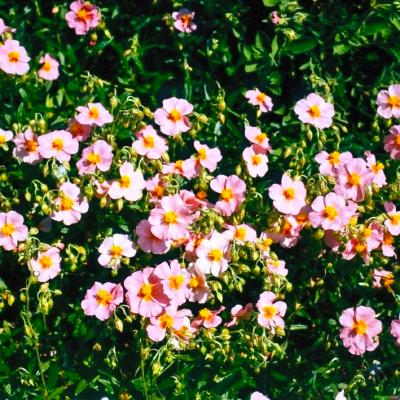 Sonnenröschen Helianthemum - Hybr. 'Lawrensons Pink'