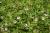 Teppich Verbene Phyla - nodiflora (Winterschutz)