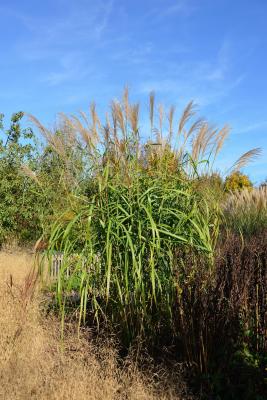 Miscanthus ( Chinaschilf ) - sinensis 'Zwergelefant'