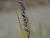 Melica ( Perlgras ) - altissima 'Atropurpurea'