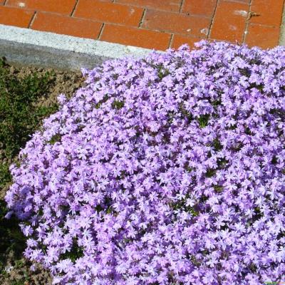 Flammenblume Phlox - subulata 'Emerald Cushion Blue'