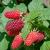 Riesen-Himbeere Tayberry Rubus fruticosus