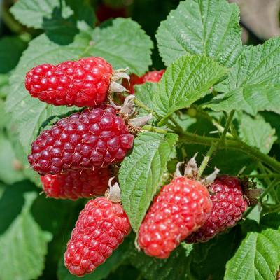 Riesen-Himbeere Tayberry Rubus fruticosus