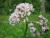 Gemeiner Baldrian - Valeriana officinalis