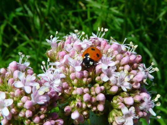 Gemeiner Baldrian - Valeriana officinalis