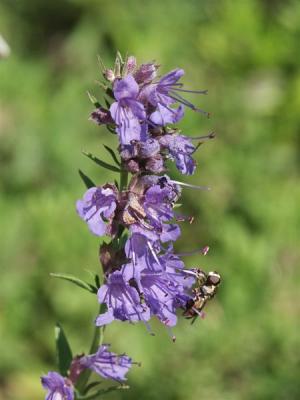 Apotheker-Ysop - Hyssopus officinalis