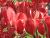 Roter Hartriegel - Cornus alba Sibirica