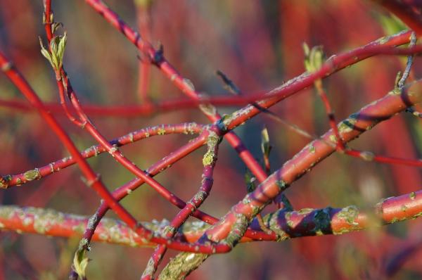 Roter Hartriegel - Cornus alba Sibirica