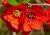 Zierquitte 'Red Trail' - Chaenomeles speciosa