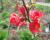 Zierquitte 'Red Trail' - Chaenomeles speciosa