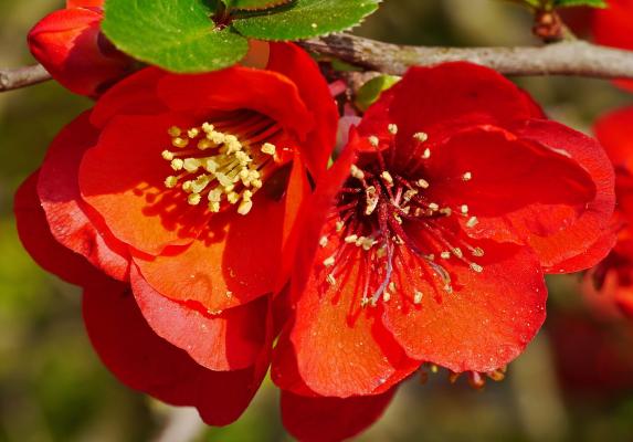 Zierquitte 'Red Trail' - Chaenomeles speciosa