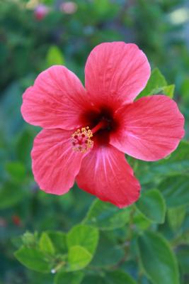 Garteneibisch 'Pink Giant' ® - Hibiscus syriacus 40 - 60 cm, 5 Liter Container