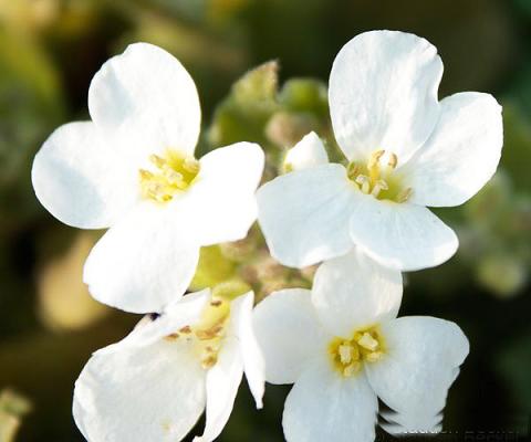 Kaukasus-Gänsekresse Arabis - caucasica 'Snowcap'