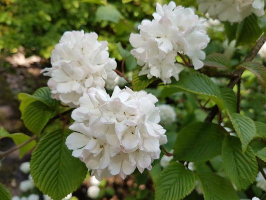 Gefüllter Schneeball 'Roseum'