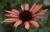 Sonnenhut Echinacea - purpurea 'Sundown' ®