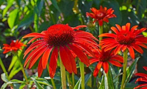 Sonnenhut Echinacea - purpurea 'Sundown' ®