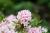 Bloombux®, pink - Rhododendron micranthum 2 LiterTopf, 20-30 cm