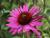 Sonnenhut Echinacea - purpurea 'Magnus'