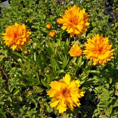 Mädchenauge Coreopsis - grandiflorum 'Sonnenkind'