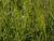 Carex  ( Segge ) - sylvatica