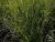 Carex  ( Segge ) - sylvatica