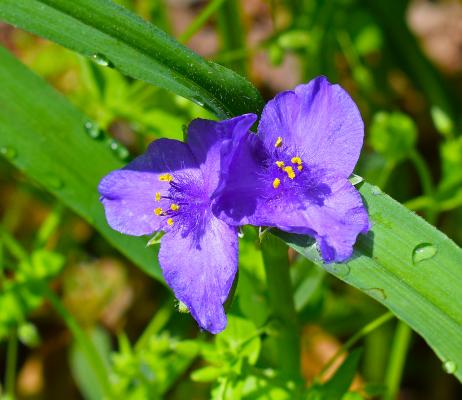 Dreimasterblume Tradescantia  - andersoniana 'Zwanenburg Blue'