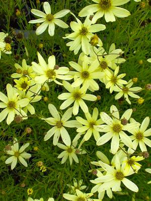 Mädchenauge Coreopsis - verticillata 'Moonbeam'