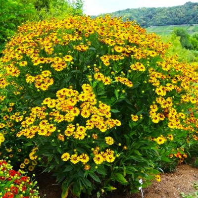 Sonnenbraut Helenium - x cult. 'Rauchtopas'