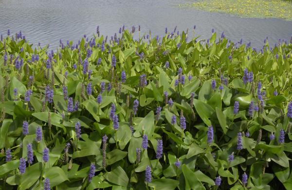 Hechtkraut Pontederia cordata