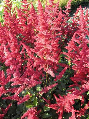 Arends-Pracht-Spiere Astilbe  - x arendsii 'Fanal' *