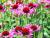 Sonnenhut Echinacea - purpurea 'Green Envy' ®