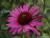 Sonnenhut Echinacea - purpurea 'Green Envy' ®