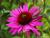 Sonnenhut Echinacea - purpurea 'Green Envy' ®