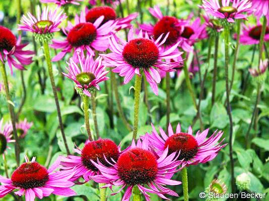 Sonnenhut Echinacea - purpurea 'Green Envy' ®