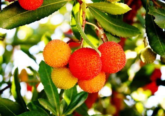 Erdbeerbaum - Arbutus unedo