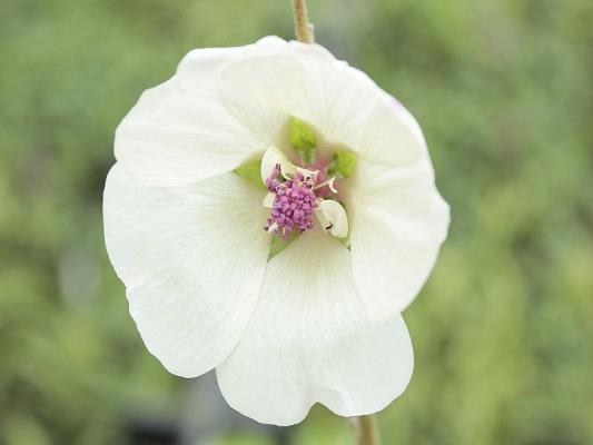 Halbgefüllte Malve Alcea - Hybr. 'Parkallee'