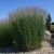 Panicum ( Zierhirse ) - virgatum 'Heavy Metal'