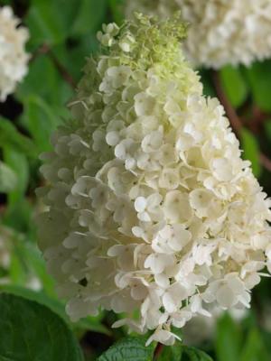 Rispenhortensie 'Kyushu' - Hydrangea pan.