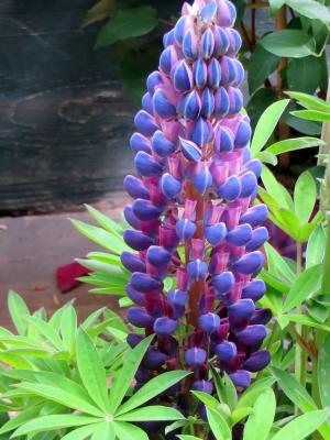 Gartenlupine Lupinus  - polyphyllus 'Gallery' blau