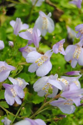 Lippenmäulchen blau Mazus reptans