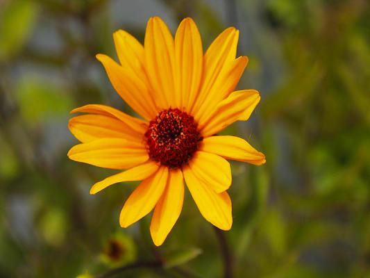 Garten-Sonnenauge Heliopsis  - scabra 'Prairie Sunset' ®
