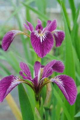 Ak.Schwertrlilie rot Iris versicolor "Kermesina"