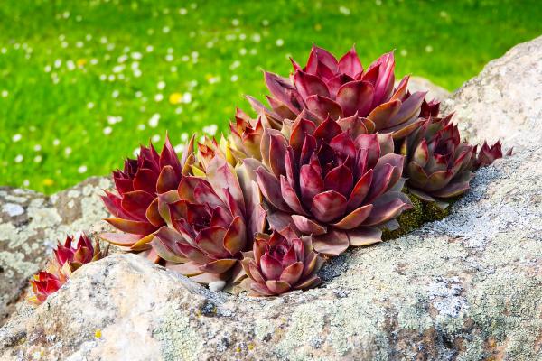 Hauswurz Sempervivum  - Hybr. 'Bronco'