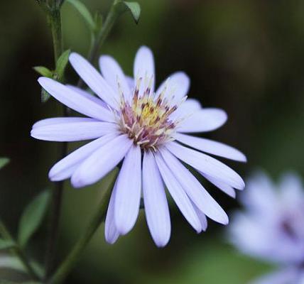 Schleier-Aster - cordifolius 'Blue Heaven'