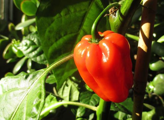 Blockpaprika 'Beluga® red im 10 cm Topf