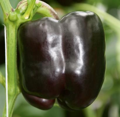 Violetter Blockpaprika 'Beluga® Purple' im 10 cm Topf