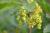 Stämmchen Stachelbeere 'Hinnonmäki gelb' - Ribes uva-crispa