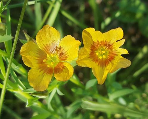 Lein Linum - flavum 'Compactum'